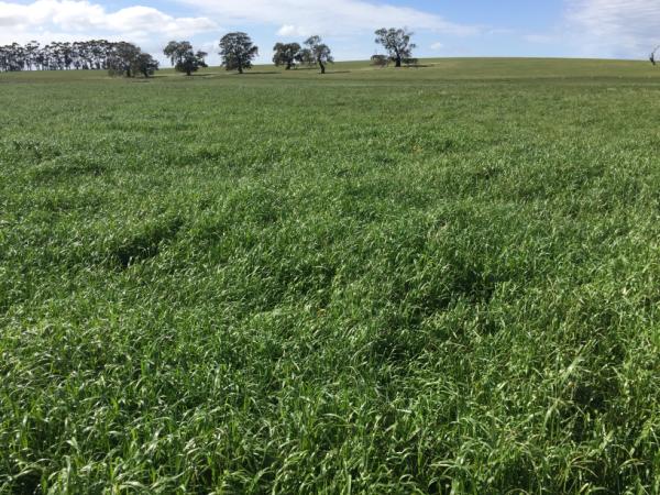 Knight locked up for hay | AusWest & Stephen Pasture Seeds